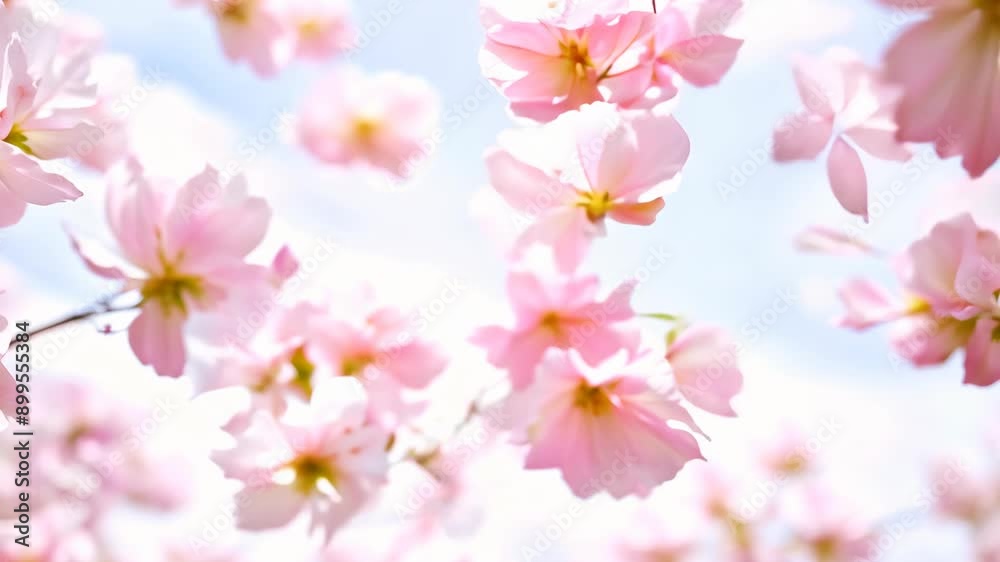 Pink Cherry Blossoms Blooming in Springtime Pink Cherry Blossoms Blooming in Springtime