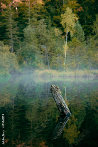 vertical photography mist lake morning natural landscape with forest blurred background and drowned tree focus foreground scenery view photo