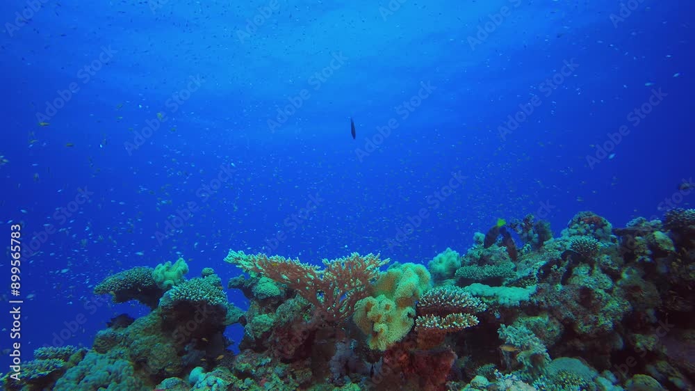 Reef Coral Scene. Underwater sea fish. Tropical fish reef marine. Colourful underwater seascape. Reef coral scene. Coral garden seascape. Colourful tropical coral reefs. Reef Coral Scene. Underwater sea fish. Tropical fish reef marine. Colourful underwater seascape. Reef coral scene. Coral garden seascape. Colourful tropical coral reefs.