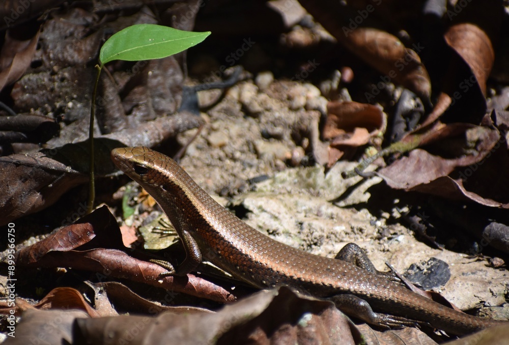 Obraz premium Small brown skink in a Malaysian park