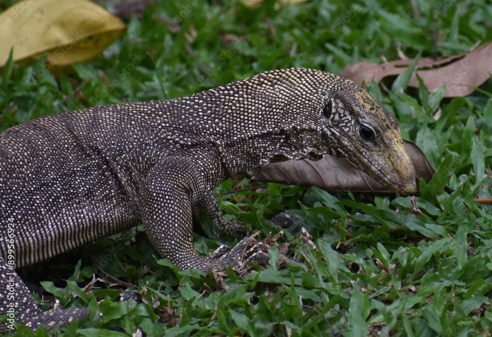 Naklejka premium Close up of a young monitor lizard hunting in a Malaysian park