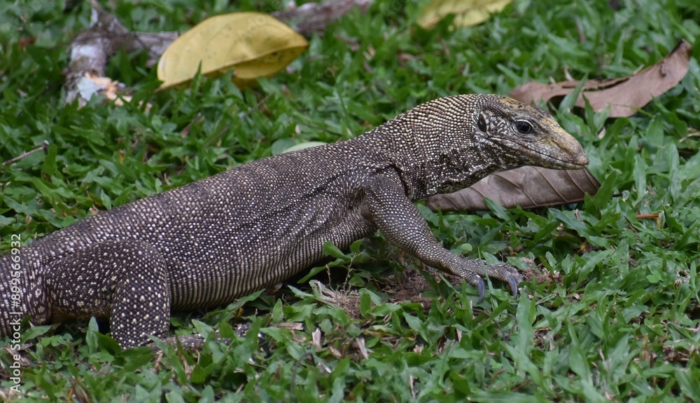 Young monitor lizard hunting for insects in a grassy Malaysian park