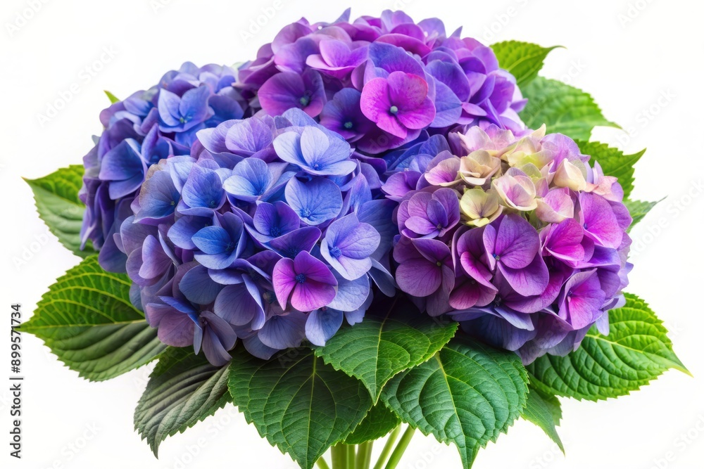 Beautiful delicate purple blue hydrangea flowers with lush green leaves arranged in a stunning bouquet isolated on a transparent white background. Beautiful delicate purple blue hydrangea flowers with lush green leaves arranged in a stunning bouquet isolated on a transparent white background.