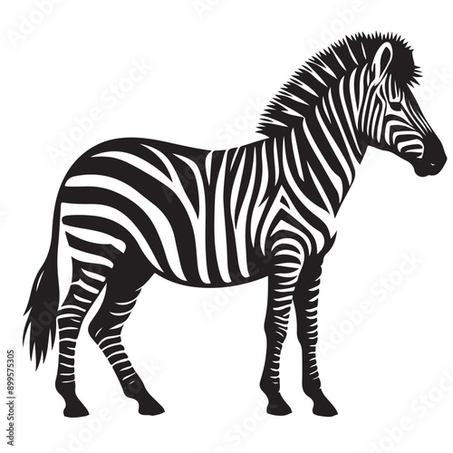  zebra Silhouette vector white back ground