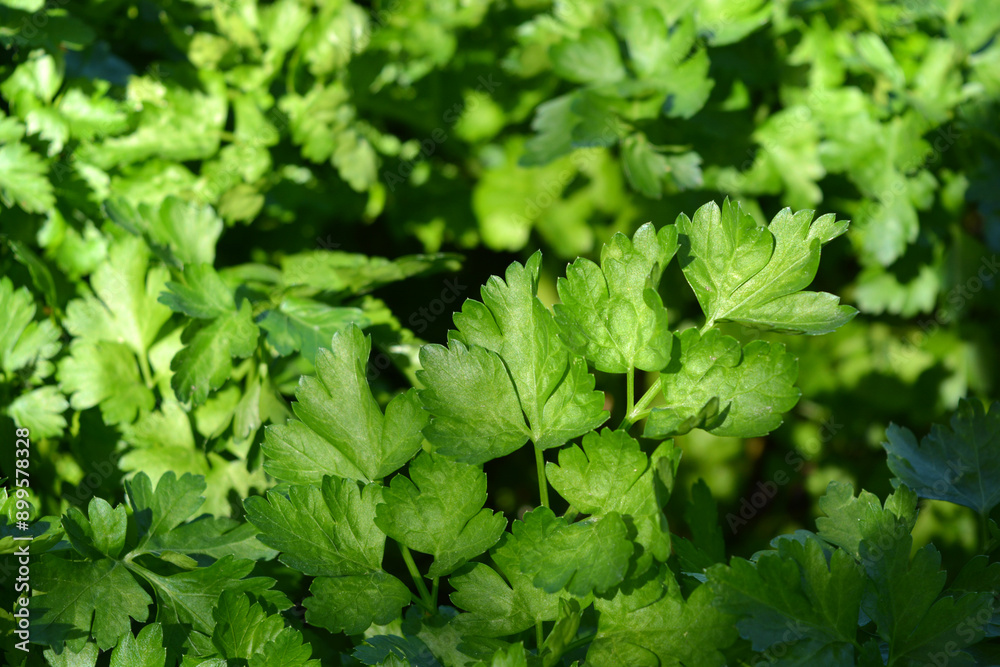 Beautiful and bright nature, healthy food, young green small leaves of parsley bushes illuminated by sunlight. Beautiful and bright nature, healthy food, young green small leaves of parsley bushes illuminated by sunlight.