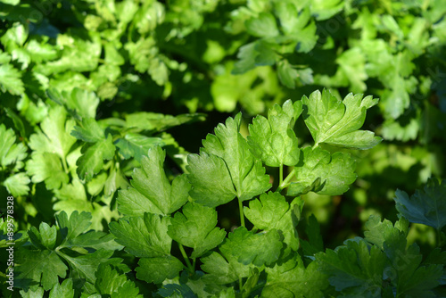 Beautiful and bright nature, healthy food, young green small leaves of parsley bushes illuminated by sunlight.