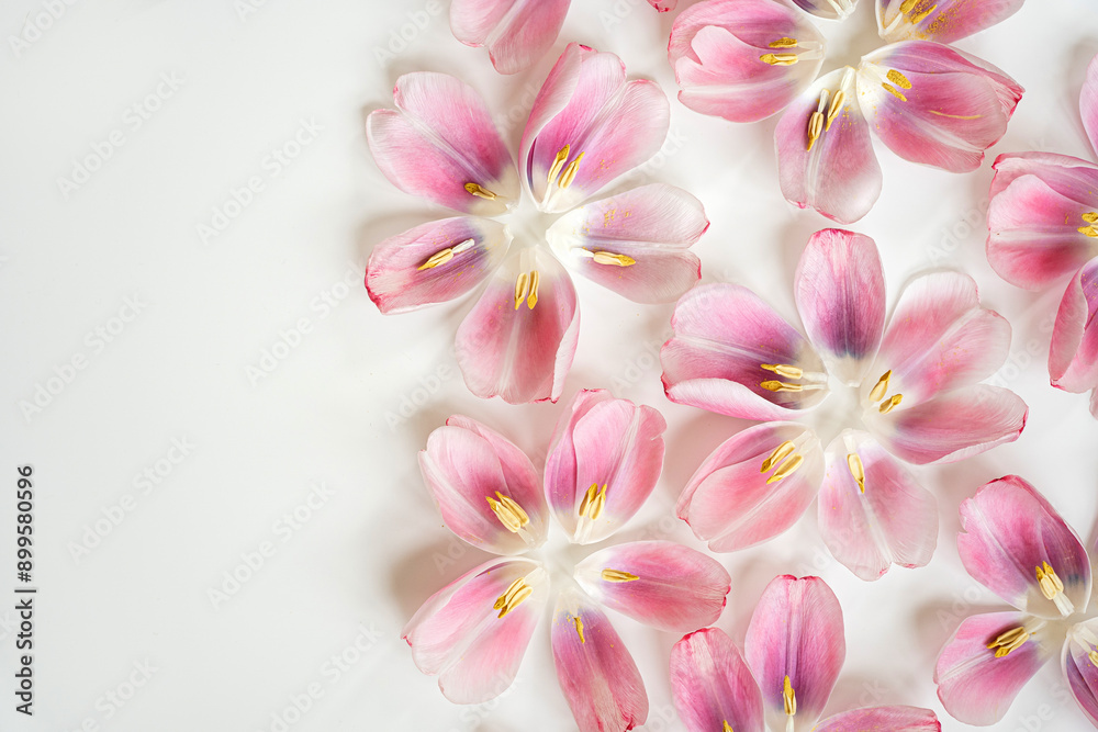 Scattered Pink Flowers on White Background with Copy Space. Vibrant and Delicate Floral Scene for Nature, Botanical Designs, and Romantic Decor in Soft Pastel Tones and Elegant Style Scattered Pink Flowers on White Background with Copy Space. Vibrant and Delicate Floral Scene for Nature, Botanical Designs, and Romantic Decor in Soft Pastel Tones and Elegant Style