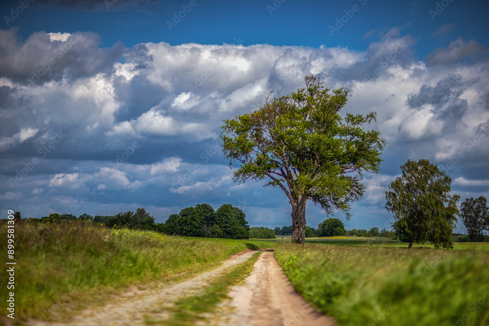 Obraz premium Polna droga