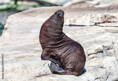 One seal is sitting on a rock. Sea lion perched on a rocky surface near the sea