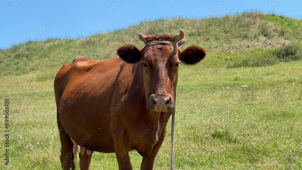 Brown cow looking straight at camera Brown cow looking straight at camera
