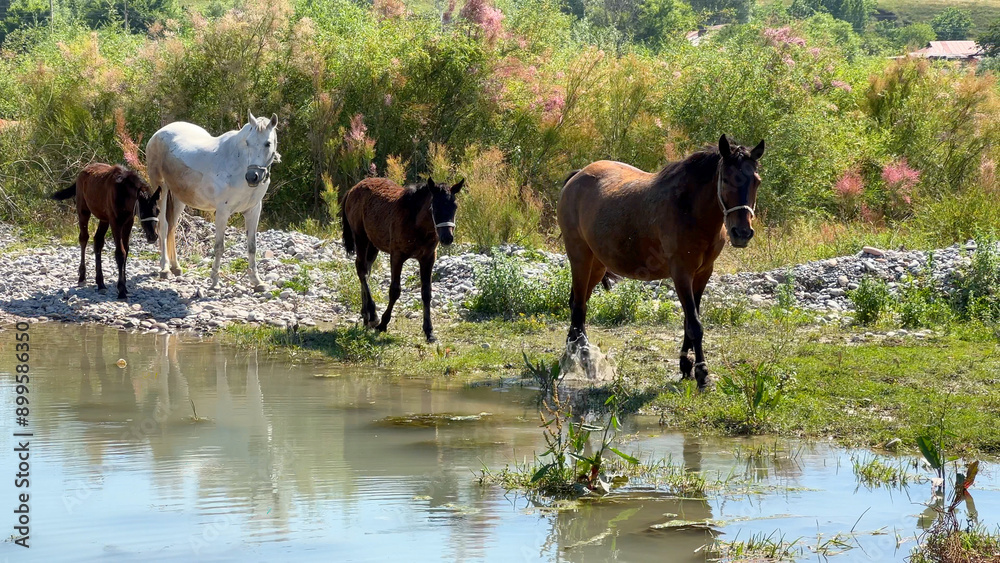 Obraz premium Horses crossing the river