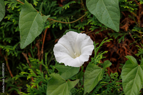 White calyx of an field bindweed climbing on a thuja hedge photo