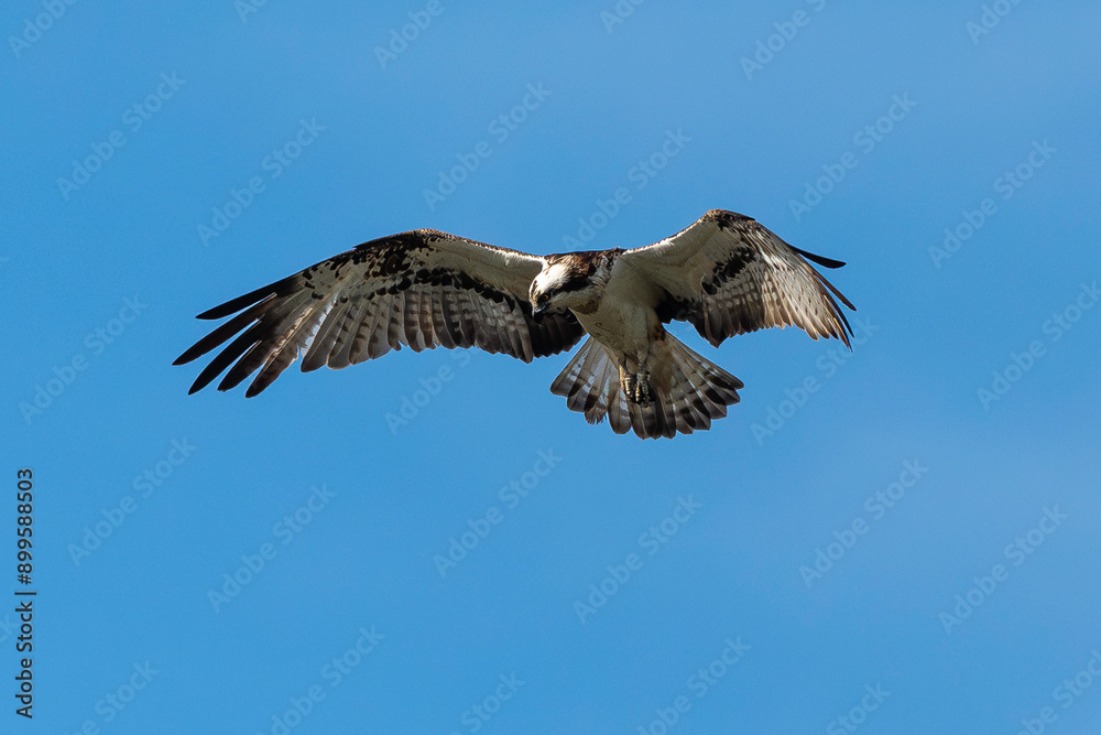 Obraz premium Balbuzard pêcheur, Pandion haliaetus, Western Osprey