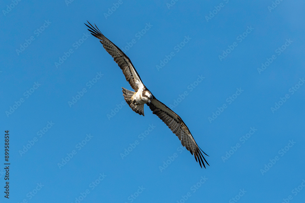 Balbuzard pêcheur, Pandion haliaetus, Western Osprey Balbuzard pêcheur, Pandion haliaetus, Western Osprey
