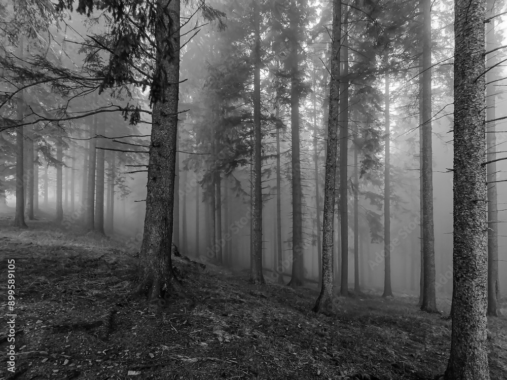 Naklejka premium Landscapes - Forest - Europe, Romania