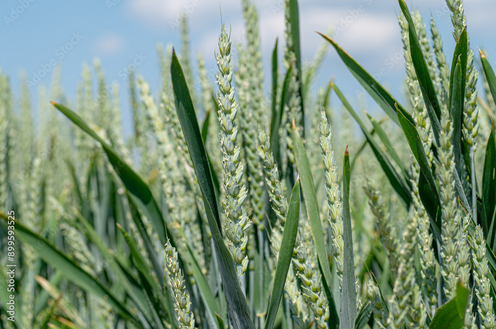 Fototapeta premium Weichweizen im Frühsommer, unreife grüne Ähren, aus der Nähe