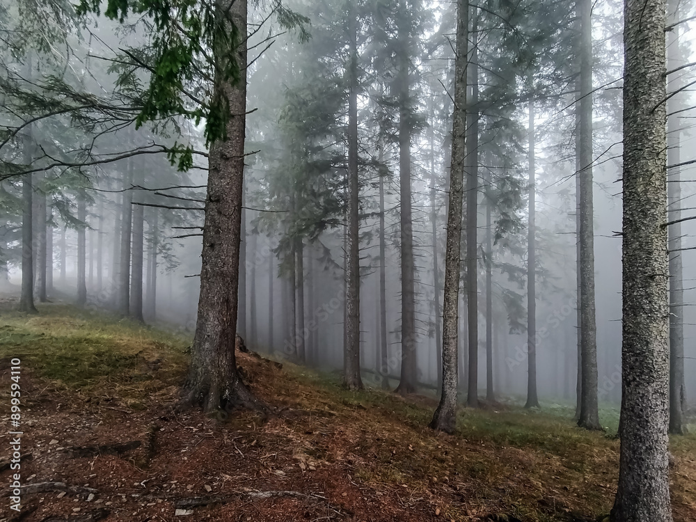 Landscapes - Forest - Europe, Romania Landscapes - Forest - Europe, Romania