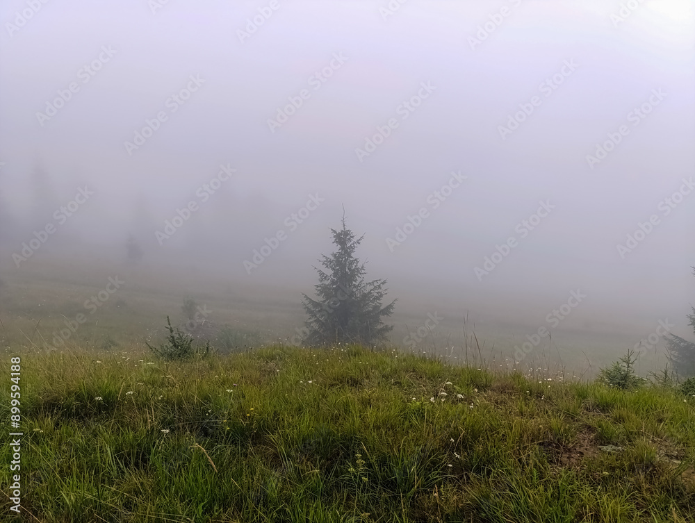 Landscapes - Forest - Europe, Romania Landscapes - Forest - Europe, Romania
