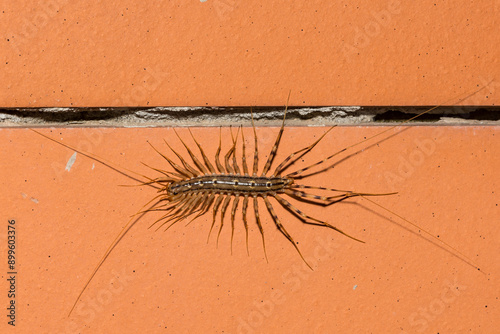 House Centipede - Scutigera coleoptrata