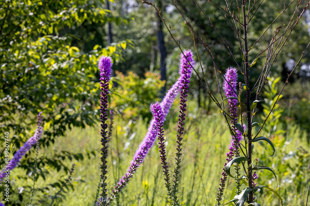 Obraz premium The dense blazing star (Liatris spicata) or prairie feather. Herbaceous perennial flowering plant native to eastern North America 