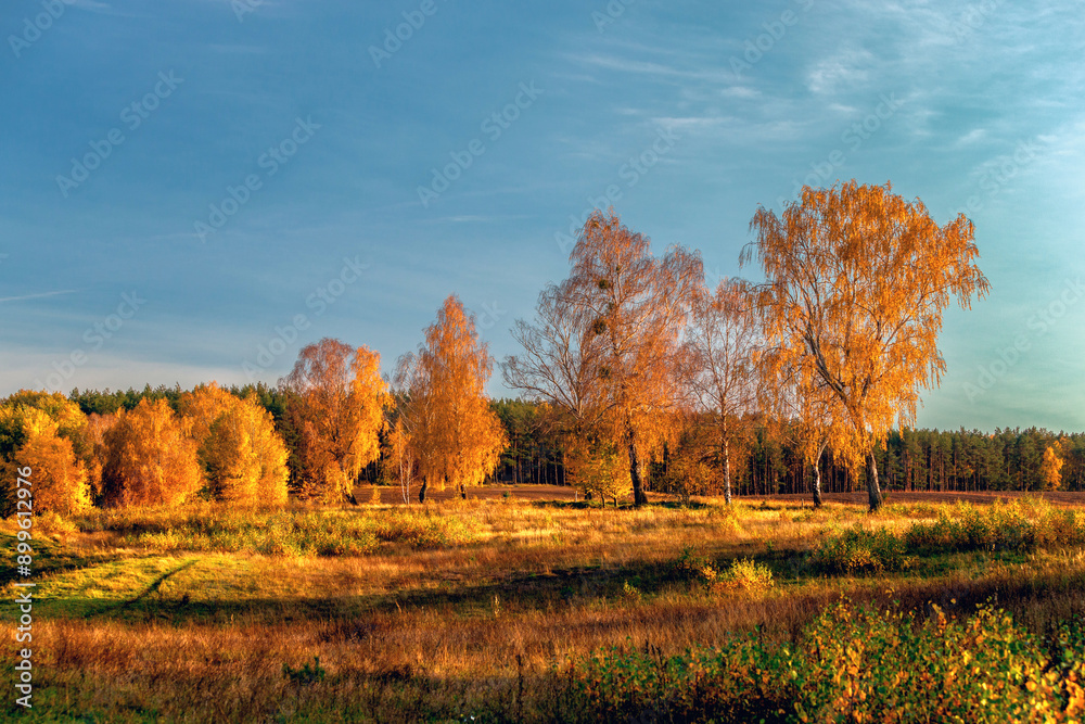 Fototapeta premium Jesień