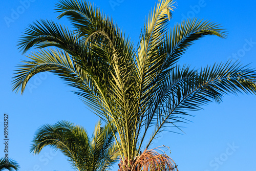 palm tree on sky