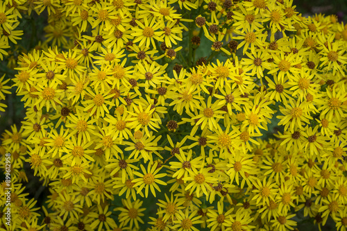 Jacobaea Vulgaris or Senecio Jacobaea. Common names include Ragwort, Stinking Willie, Tansy Ragwort, Benweed, St. James wort, Stinking Nanny, poisonous and medicinal plant, honey plant. photo