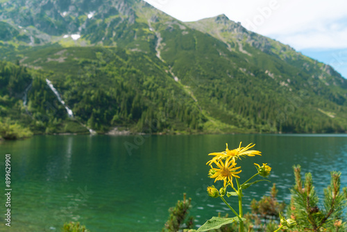 Mountain lake and yellow flowers in the foreground. Morskie Oko, Eye of the Sea. Doronicum austriacum. photo