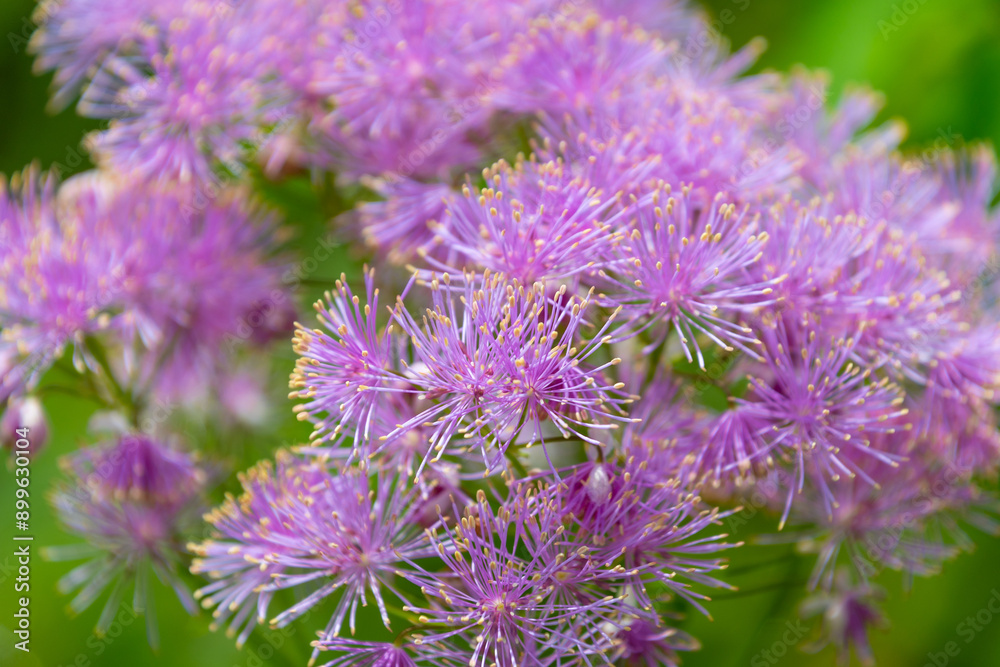 Fototapeta premium Beautiful pink flowers of Thalictrum aquilegifolium, close-up. Siberian columbine meadow-rue