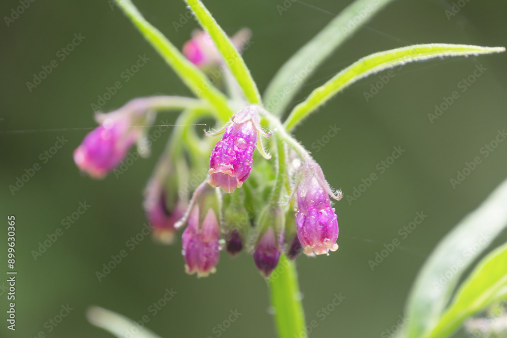Beautiful pink flowers of Symphytum officinale, close-up. common comfrey, true comfrey Beautiful pink flowers of Symphytum officinale, close-up. common comfrey, true comfrey