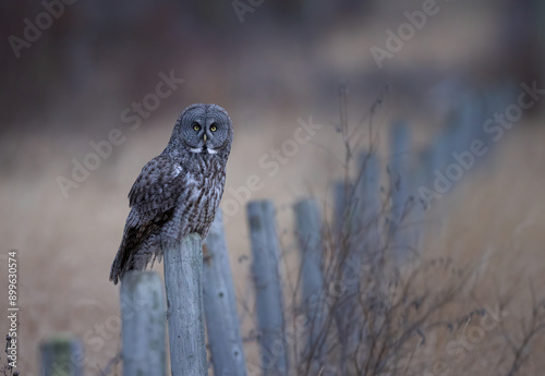 A great gray owl sitting on a fencepost photo