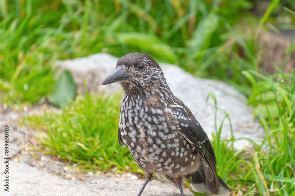 The spotted nutcracker, Eurasian nutcracker, simply nutcracker, Nucifraga caryocatactes. Birds in the Tatra Mountains The spotted nutcracker, Eurasian nutcracker, simply nutcracker, Nucifraga caryocatactes. Birds in the Tatra Mountains