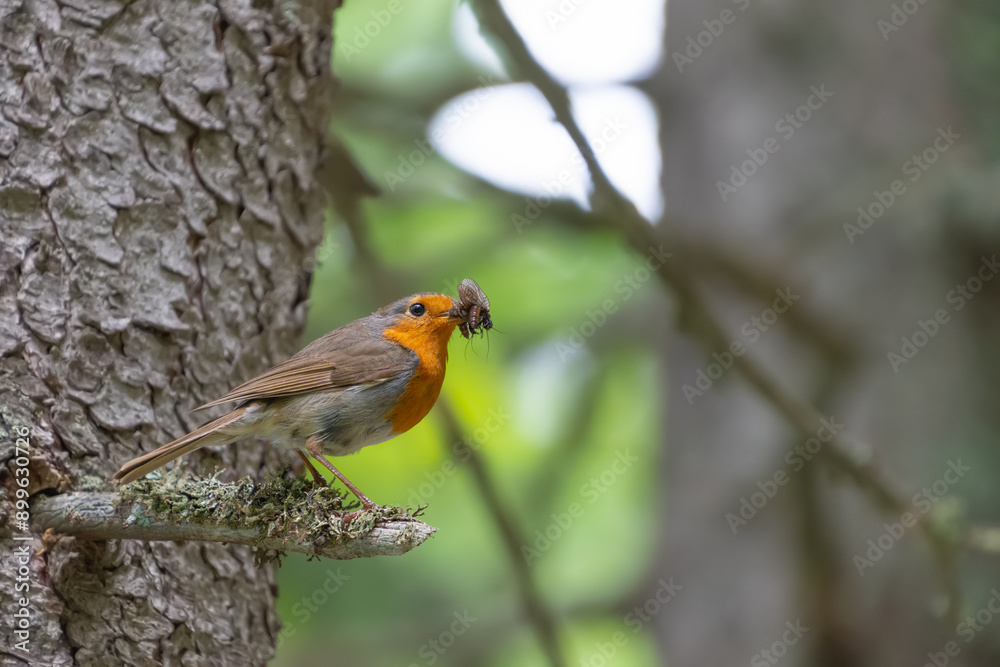 Fototapeta premium A beautiful little bird eats insects. The European robin (Erithacus rubecula), the robin
