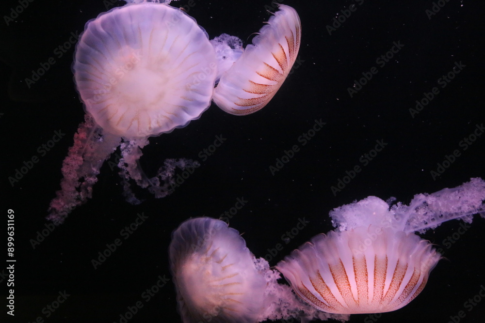 Fototapeta premium Meduse rosa e bianche che nuotano