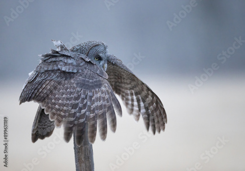 A great gray owl completing a landing on a fencepost photo