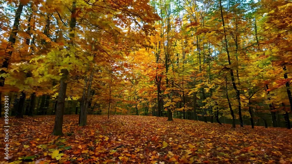 Wander through a peaceful woodland adorned with radiant fall foliage and golden sunlight filtering through the trees. Wander through a peaceful woodland adorned with radiant fall foliage and golden sunlight filtering through the trees.