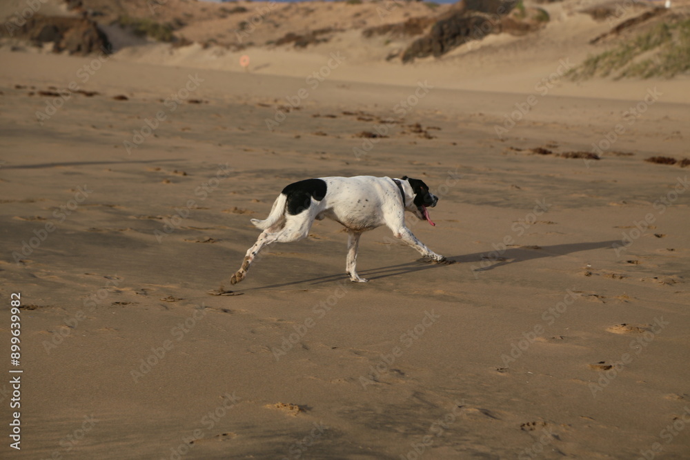 Cane che corre sulla spiaggia al tramonto Cane che corre sulla spiaggia al tramonto
