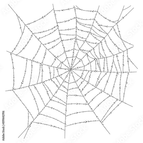 Linear drawing of spider web with dew droplets isolated on white. Vector illustration
