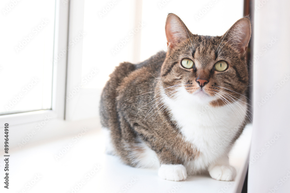 Fototapeta premium Shorthair domestic tabby cat sitting on a white windowsill.