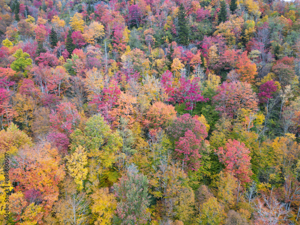 Aerial View of Asheville Forests during the Autumn Fall leaf foliage. Drone top down view Aerial View of Asheville Forests during the Autumn Fall leaf foliage. Drone top down view