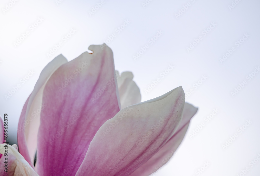 Magnolia Sulanjana flowers with petals in the spring season. beautiful pink magnolia flowers in spring, selective focusing. Magnolia Sulanjana flowers with petals in the spring season. beautiful pink magnolia flowers in spring, selective focusing.