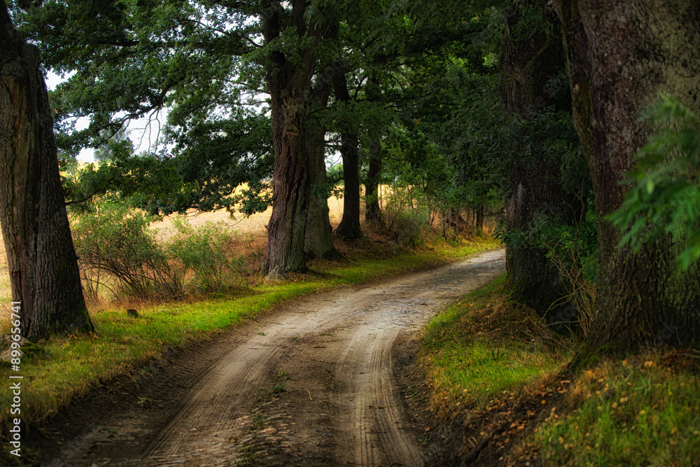 Fototapeta premium Polna droga