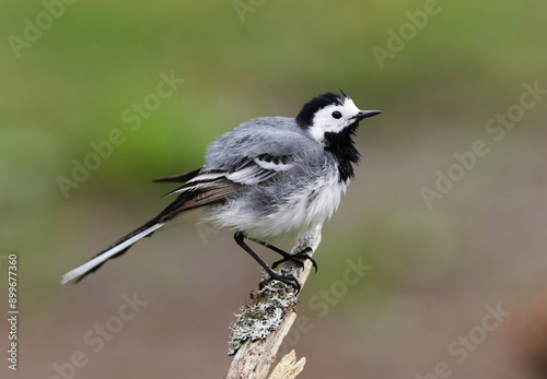 Foto White wagtail (Motacilla alba) drying it's feathers after a bath perched on a branch in spring