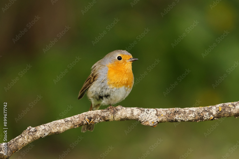 European robin (erithacus rubecula) sitting on a branch in spring.
European robin (erithacus rubecula) sitting on a branch in spring.