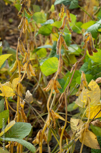 Ripe soybean pods in plantation field, autumn harvest, dry pods