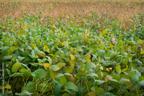 soybean field with different levels of ripeness, harvest time is approaching