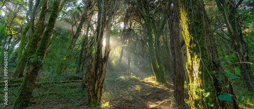Numerous trees in a green environment with the sun breaking through the trunks. Forest of silence in Sintra.