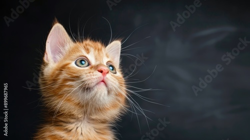 A cat intently studies complex geometric diagrams drawn on a wall in a well-lit indoor environment