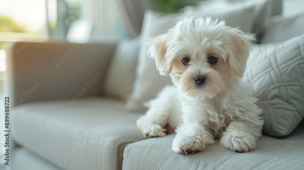 Close up of adorable maltese puppy on modern sofa in living room, realistic shot Close up of adorable maltese puppy on modern sofa in living room, realistic shot