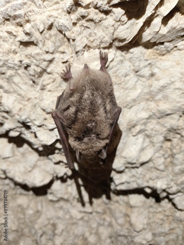 A bat hanging on a wall in a cave